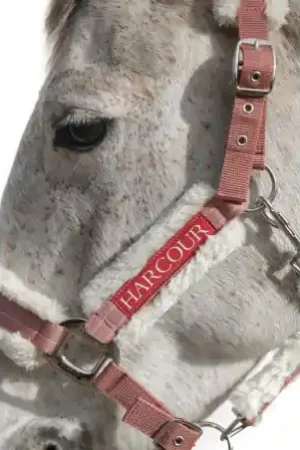 Licol HARCOUR " HIZIA " Spring 23 Expédié Aujourd'hui
