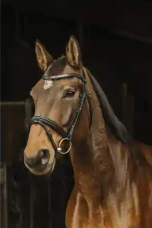 Bridon Norton Pro " Galon " Pas Cher