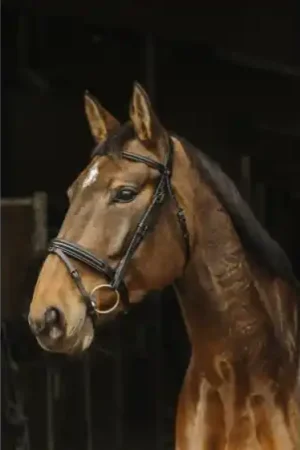 Prix Bas Bridon Norton Pro " Apophyse "