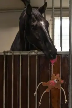 Acheter Direct Jouets Pour Chevaux Valentine