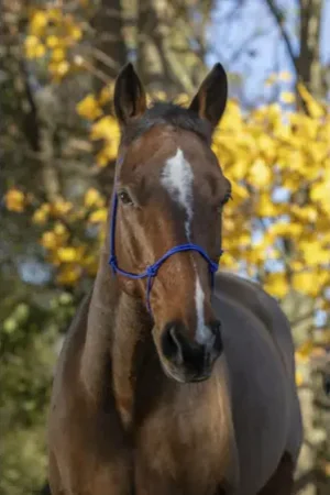 Licol éthologique RIDING WORLD corde "Fin" Offre Spéciale