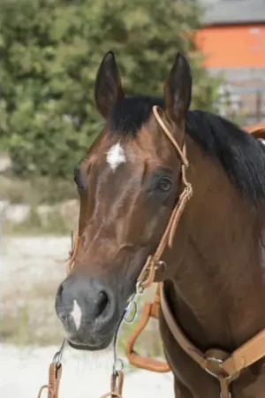 Expédition Rapide Bridon WESTRIDE by Franck Perret "1 oreille"