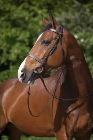 Super Prix Bridon RIDING WORLD "Muserolle française"