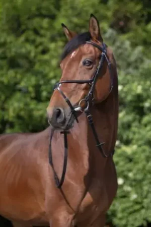 Seulement Aujourd'hui Bridon RIDING WORLD "Muserolle croisée"