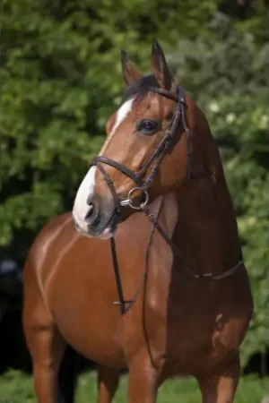 Offre Limitée Bridon RIDING WORLD "Muserolle combinée"