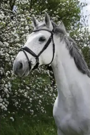 Bridon NORTON PRO "Strass" Solde