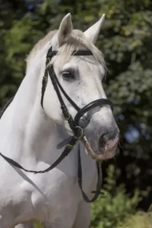 Authentique Bridon NORTON CLUB cheval de trait
