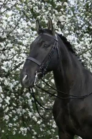 Bride RIDING WORLD Acheter En Ligne