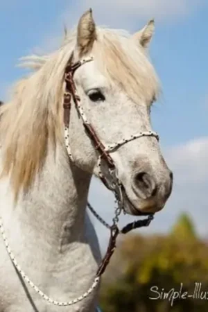 Haute Qualité Bride Camargue corde et cuir