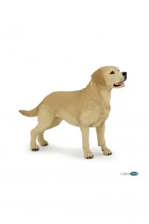 Acheter Direct Labrador PAPO
