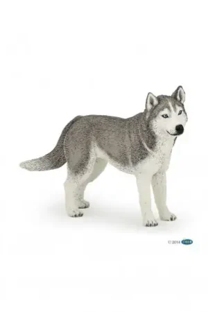 Satisfait Ou Remboursé Husky de Sibérie PAPO