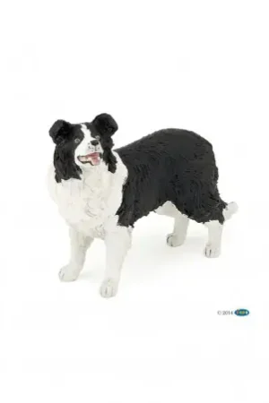 Nouvel Arrivage Border Collie PAPO