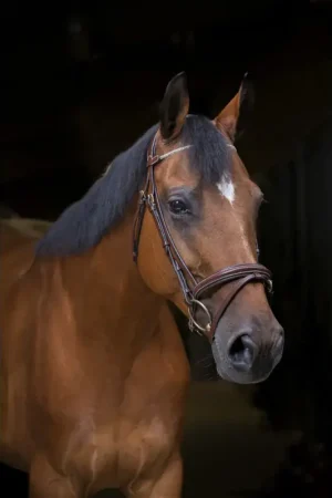 Eric Thomas - Bridon "Strass" Solde